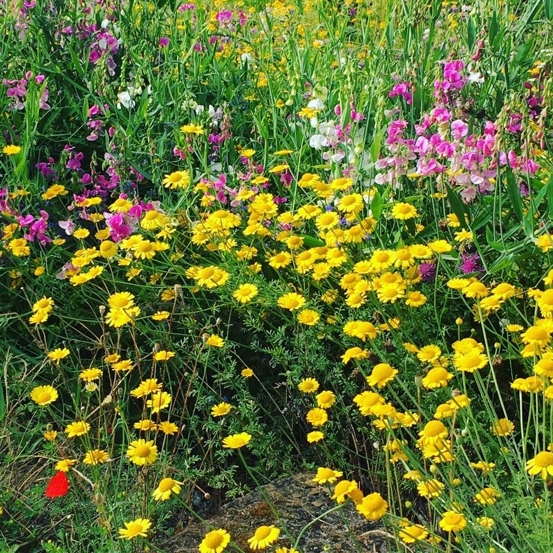 Medien/Herbstblumen.JPG